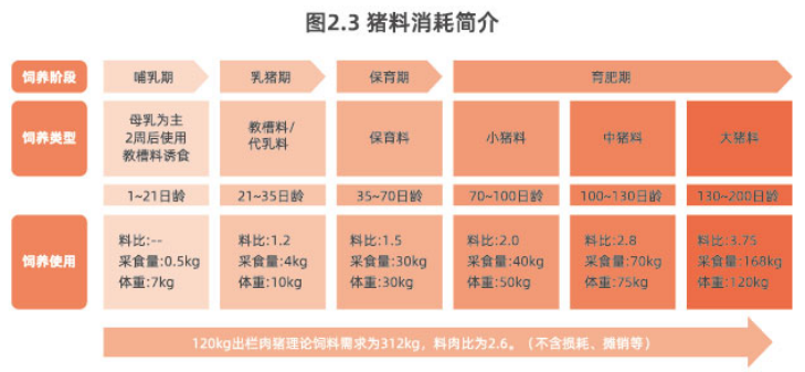 猪料消耗简介.png